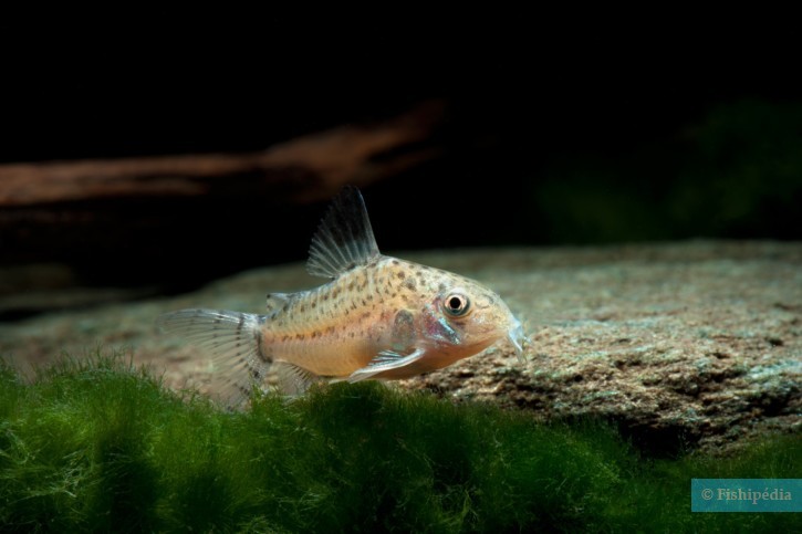 Corydoras cruziensis