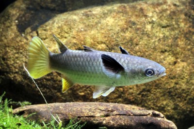 Ellochelon vaigiensis Mugilidae