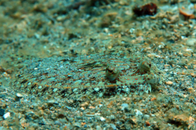 Bothus ocellatus