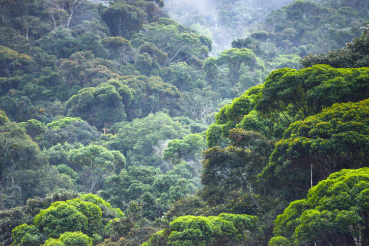 Mata Atlantica, la forêt tropicale oubliée Mata Atlantica, la forêt tropicale oubliée