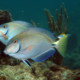 picture of Acanthurus bahianus