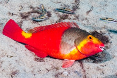 poisson-perroquet de Méditerranée Scaridae
