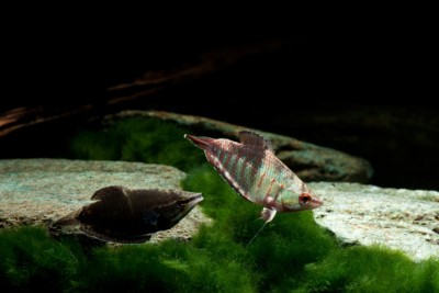 Sphaerichthys vaillanti