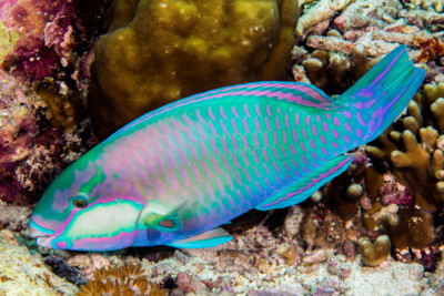 Chlorurus bleekeri