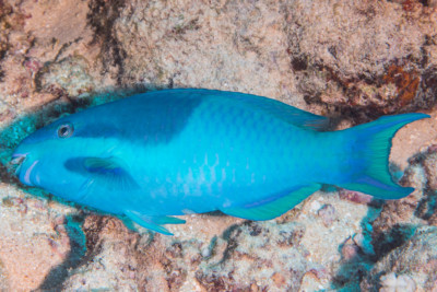 perroquet banane Scaridae