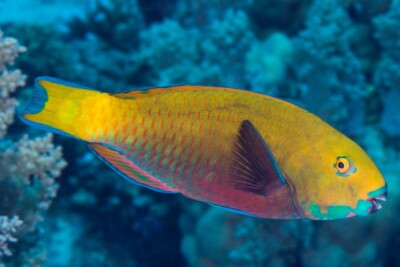 Chlorurus gibbus