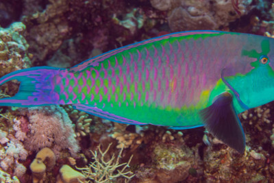 Chlorurus gibbus