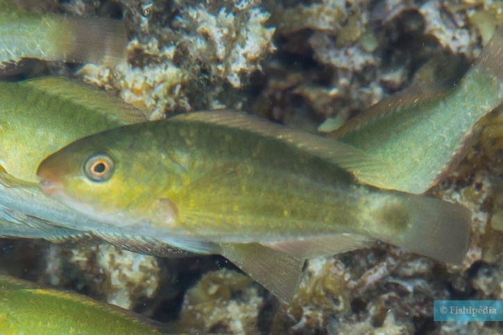 Chlorurus spilurus