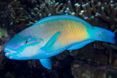 Chlorurus spilurus Scaridae