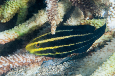 Chlorurus strongylocephalus