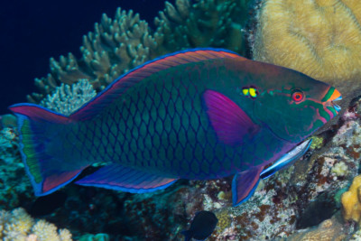 perroquet brun Scaridae