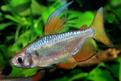 Alestopetersius nigropterus Alestidae