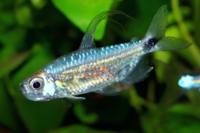 tétra diamant bleu Alestidae