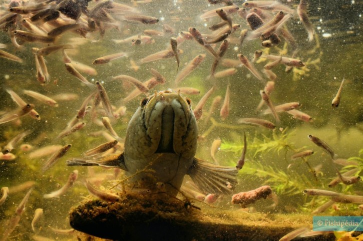 Invasion : Qui sont les poissons à tête-de-serpent qui affolent les États-unis ?