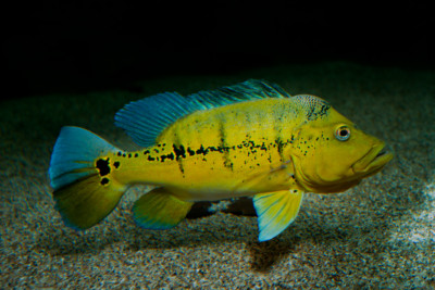 Cichla melaniae