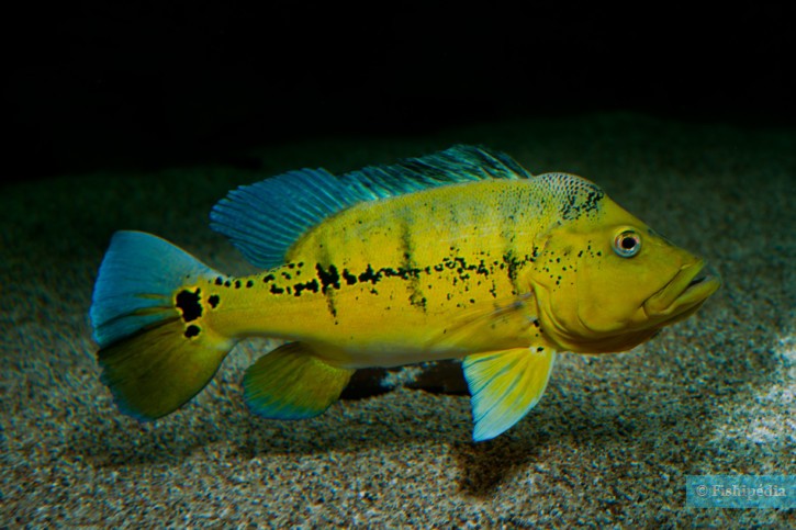 Cichla melaniae