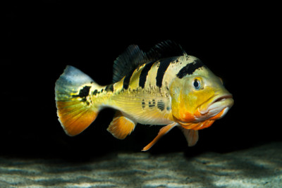Cichla monoculus Cichlidae