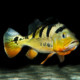 picture of Cichla monoculus
