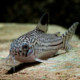 picture of Corydoras trilineatus