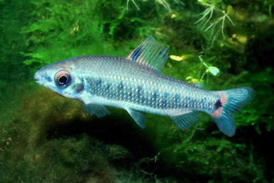 Distichodus decemmaculatus Distichodontidae