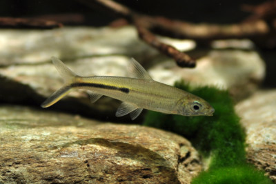 Hemiodus gracilis