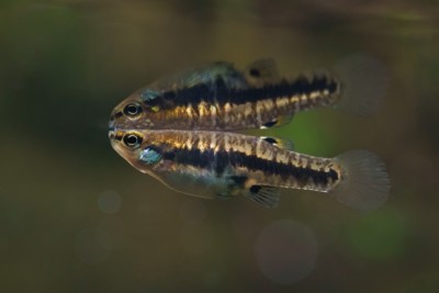Poisson moustique Poeciliidae