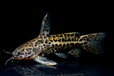 Liosomadoras oncinus Auchenipteridae