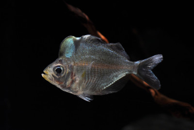 Parambassis pulcinella Ambassidae