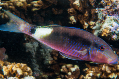 capucin à longs barbillons Mullidae