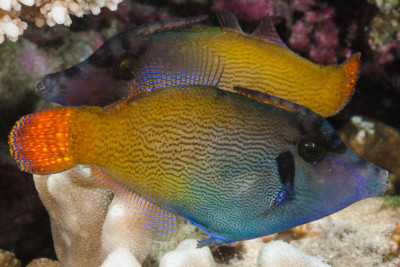poisson lime à queue orange Monacanthidae