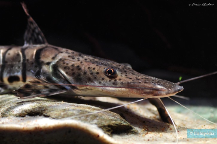 Pseudoplatystoma fasciatum