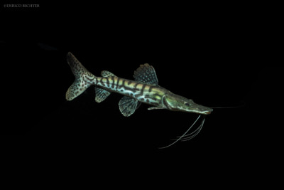 Pseudoplatystoma tigrinum Pimelodidae
