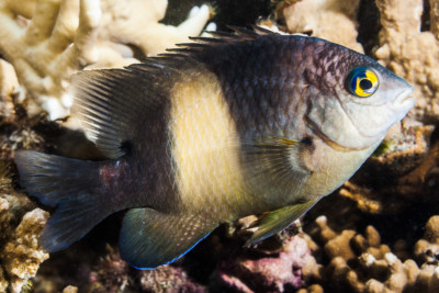 poisson-cafre, Grégoire noire Pomacentridae