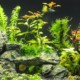 Quel éclairage pour mon aquarium ?