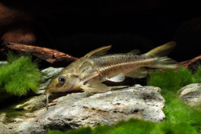 Ossancora eigenmanni