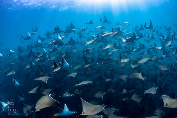 Banc de poissons : et si   l’Homme s’inspirait de leur esprit collectif ?