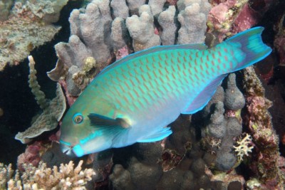 Chlorurus microrhinos Scaridae