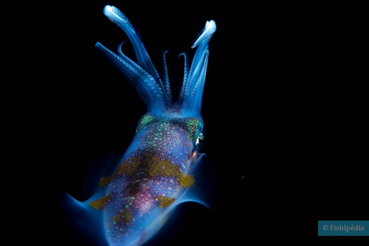 Sepioteuthis lessoniana - calamar de arrecifes