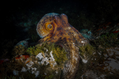 pulpo común