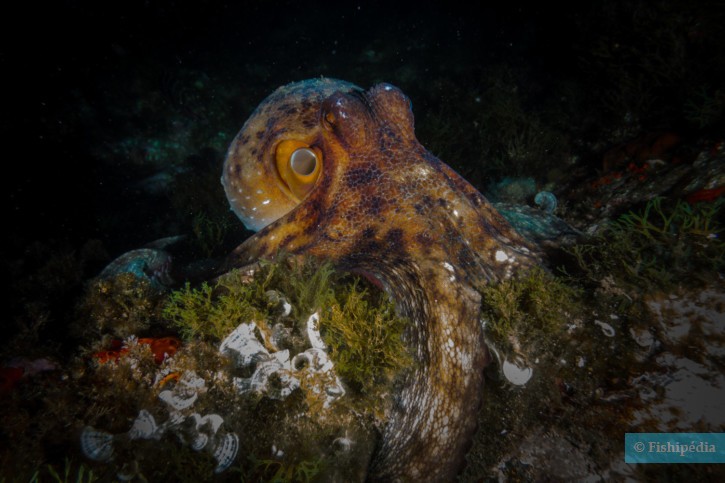 Octopus vulgaris