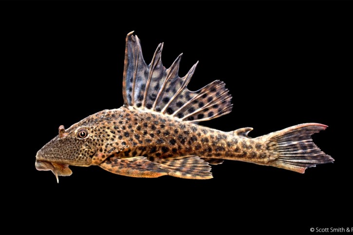 Hypostomus plecostomus