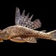 picture of Hypostomus plecostomus
