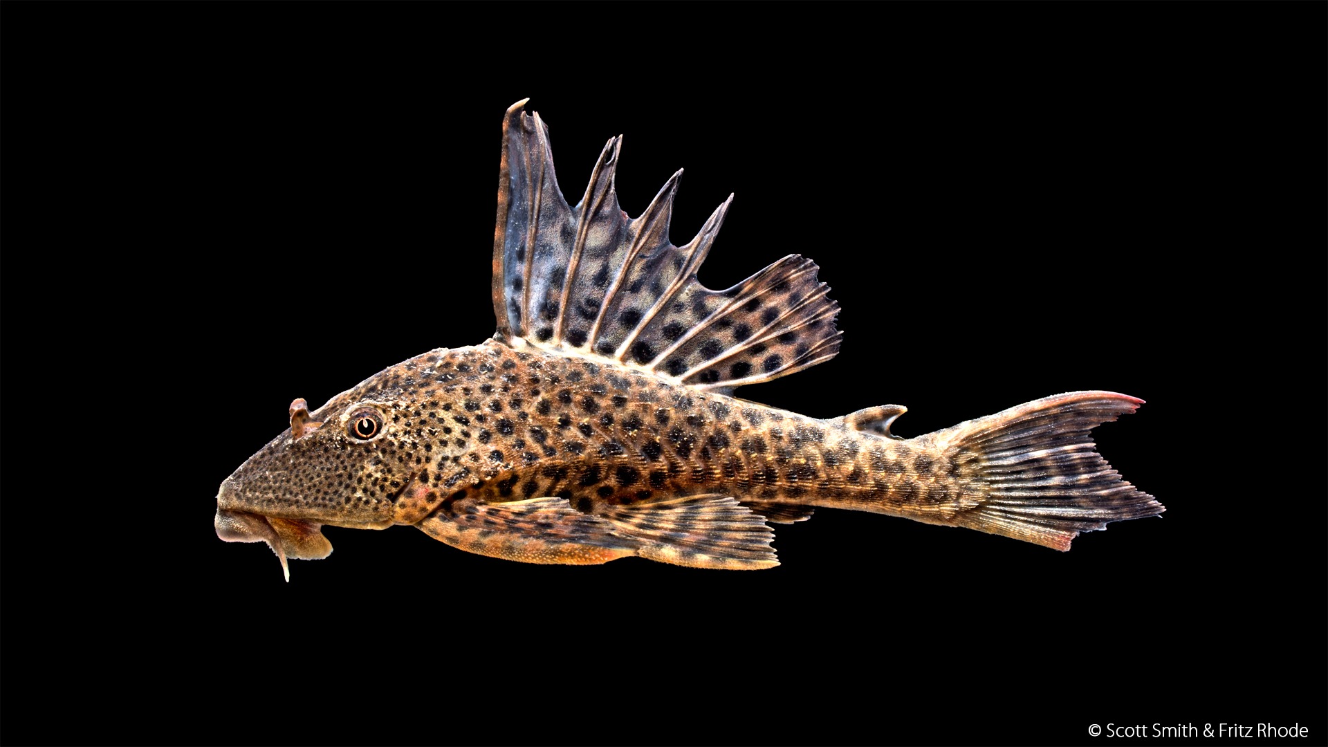 Hypostomus plecostomus
