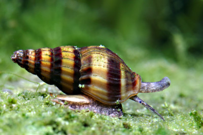 caracol asesino