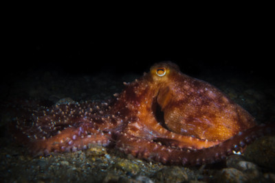 Poulpe tacheté Octopodidae