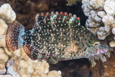 Cheilinus chlorourus Labridae