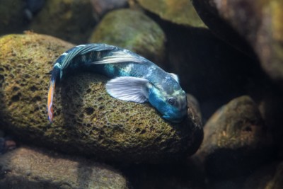 cabot bouche ronde Gobiidae