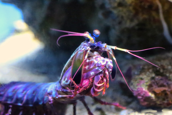 Odontodactylus scyllarus