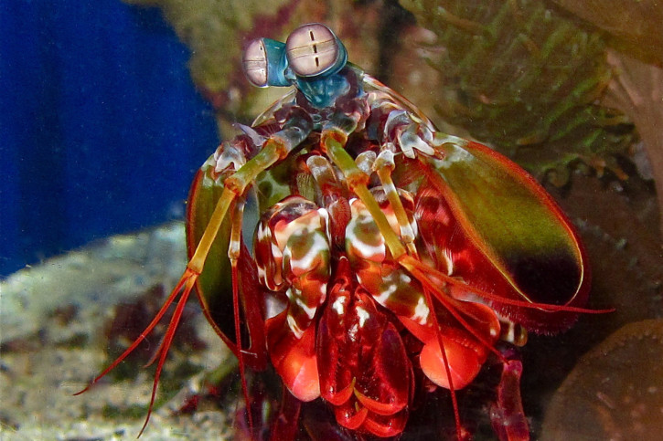 Odontodactylus scyllarus