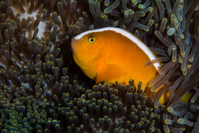 poisson-clown jaune Pomacentridae